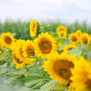 Industrijske rastline